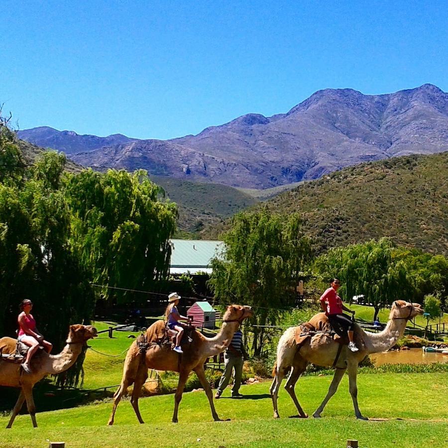 Wilgewandel Holiday Farm & Day Restaurant Oudtshoorn Exteriör bild